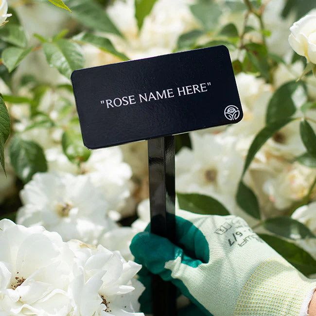 All Products Excluding Gift Cards, Beneficial Insects, Metal Trellis