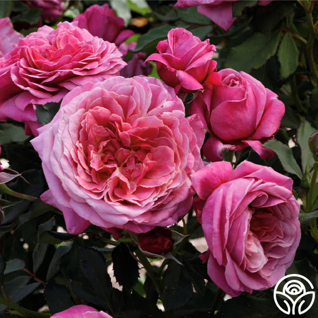 Top Fragrant Roses
